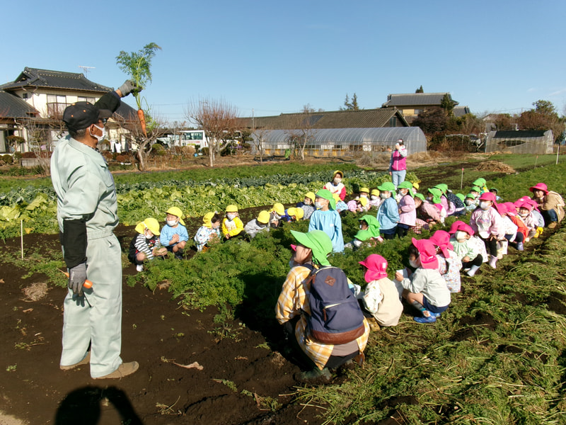 畑のおじさんに、にんじんの抜き方を教えていただきました。でも、にんじんが見えないねぇ