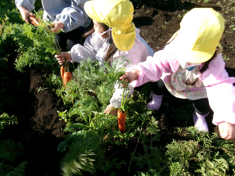 出てきた！にんじんだぁ！　