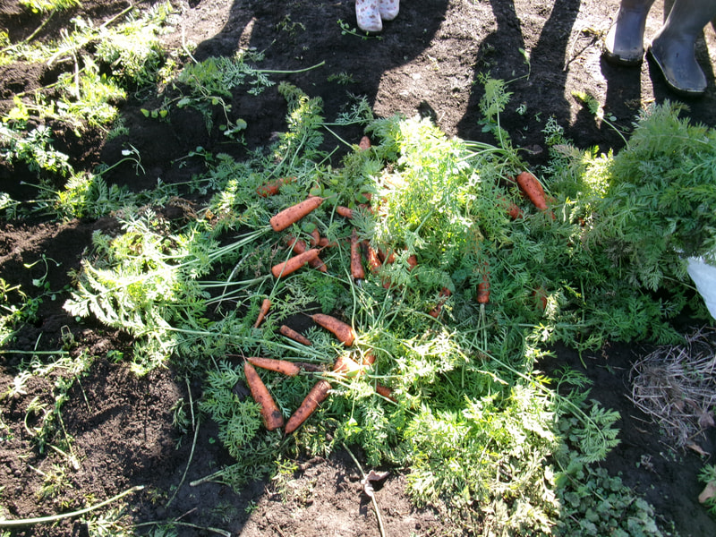 掘っていくうちにコツをつかんで子どもたち。次々と収穫してお土産いっぱい！