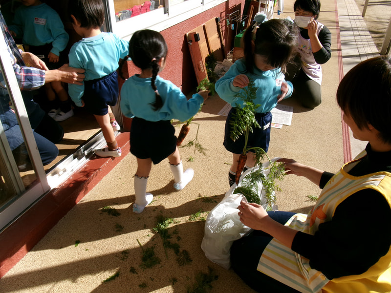 たくさん掘れたので、お留守番のみんなにもお土産！ぱんだ組ではこの葉っぱは何かな？と袋から引っぱり出したら「にんじんがついてきた！」