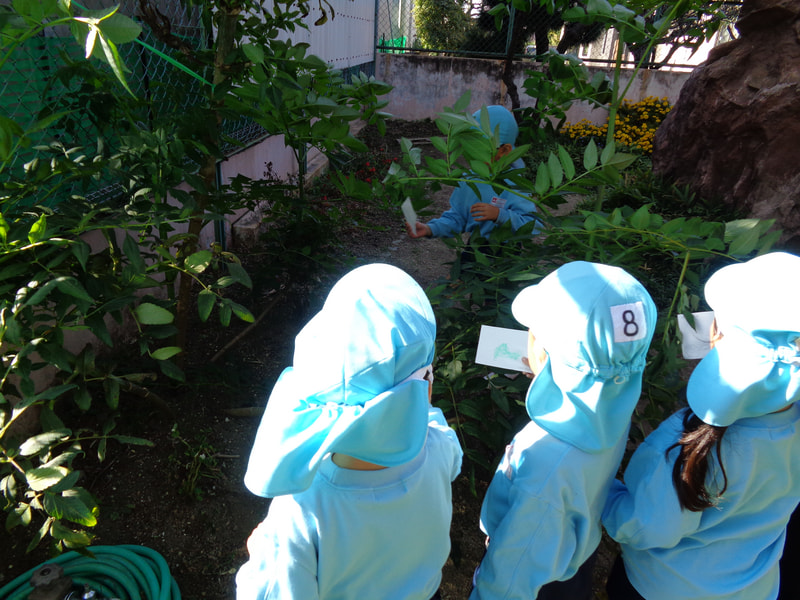 幼稚園のどこにあるのか探しに行きました。畑では掘りやすいように蔓は切ってありましたが、幼稚園のおいもには葉っぱがついているので、きっとこんな葉っぱかなと想像し、絵を描いてその葉っぱがあるか探しました。