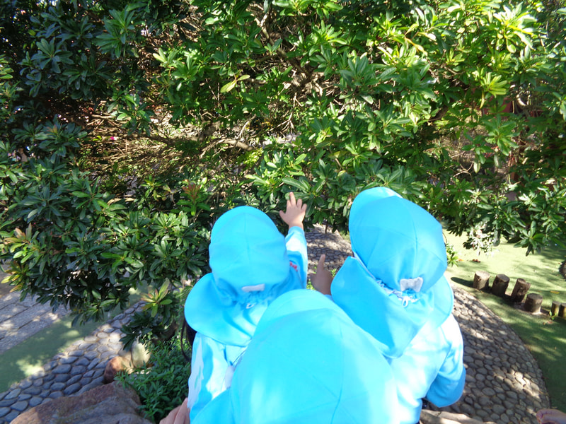 これかなあ？これは、この前 食べたヤマモモだよ！