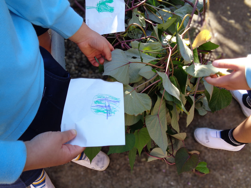 これだよ！紫と緑があってハートなんだよ。ぼく知ってるんだ！