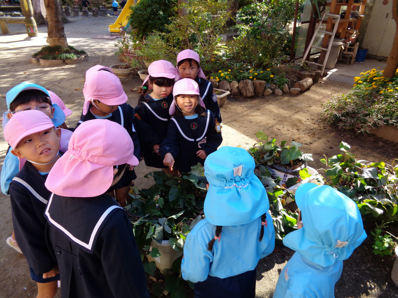 私たちが作ってるんだよ！なんと、年長  さくら組さんが育てていることがわかりました。 