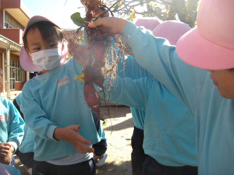 「とれた～！」「やった！おっきい！」全部で１９本取れました。小さいのもあったけどね。