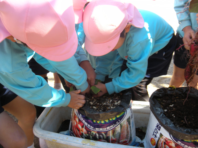 ひっぱっても ひっぱっても なかなか抜けないぞ！ 力を合わせて…「うんとこしょ！」