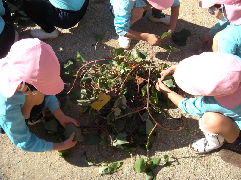さつまいもの蔓は長いね。これでリースを作ろうと葉っぱを取りました。「葉っぱがいっぱい！」「全部取るの？」「え～っ大変だ！」