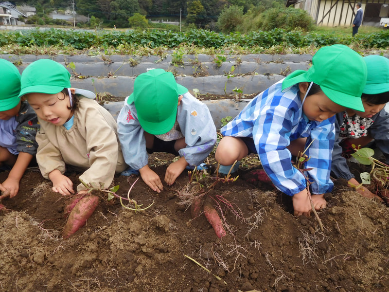 つながっているおイモを見つけて「さくらんぼみたい!」