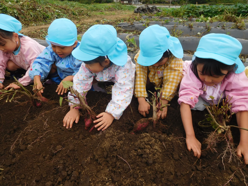 畑のおじさんが掘り方を教えてくれました。