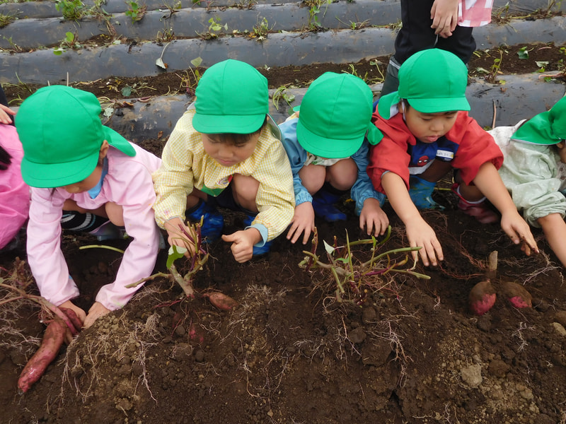「茎が出ているところの脇の土を掘るんだよ」と言われたけれど、指先だけでコチョコチョしていては出てこないよ。