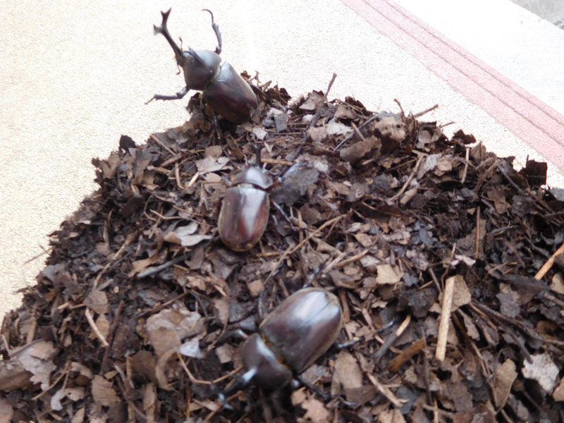 大好きなカブトムシ