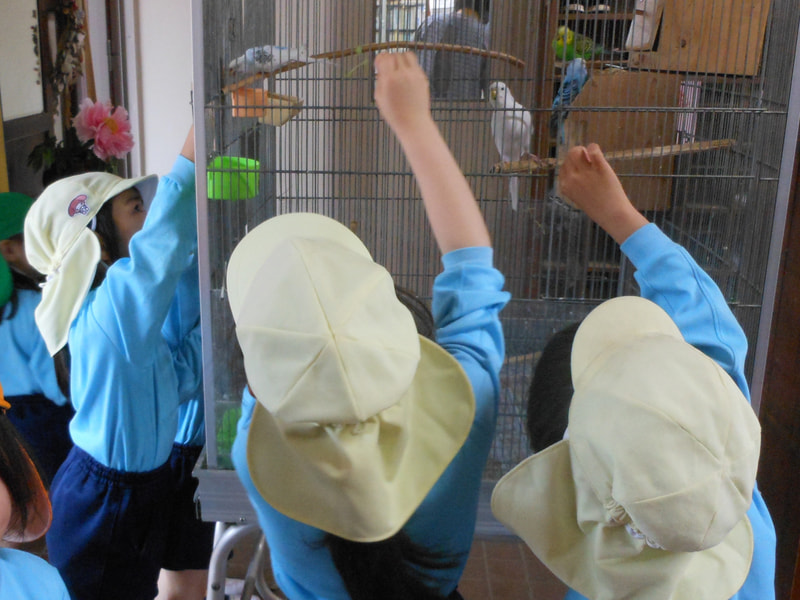 「食べるときがメッチャかわいいんだよ」と年長さん。インコが好きな草がわかる年長さんは落ち葉を持ってきた年中さんに「それは違う!」と一言。こうやって、次につながっていくのでしょう。