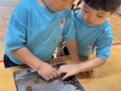 アンズとビワの種を並べてみたよ。形も大きさも違うと満3歳児さん。