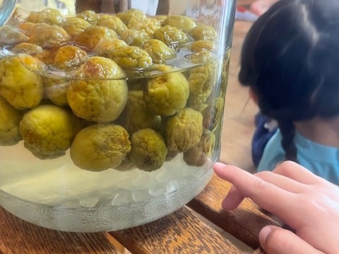 「ビンが汗かいてるよ！」「ねえ、量が減っちゃったよ」。「おばあちゃんウメになったらもう少しだよ」と経験のある子が言っていました。