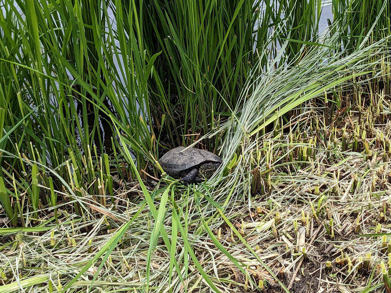 カメ発見