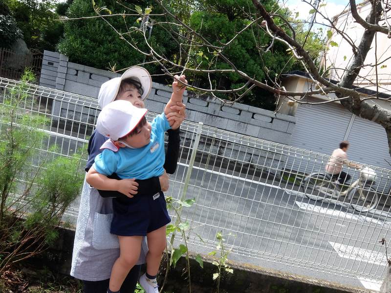 リンゴとりたい