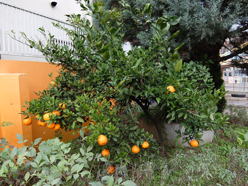 園庭のミカンの木