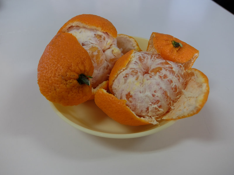 さぁ食べよう