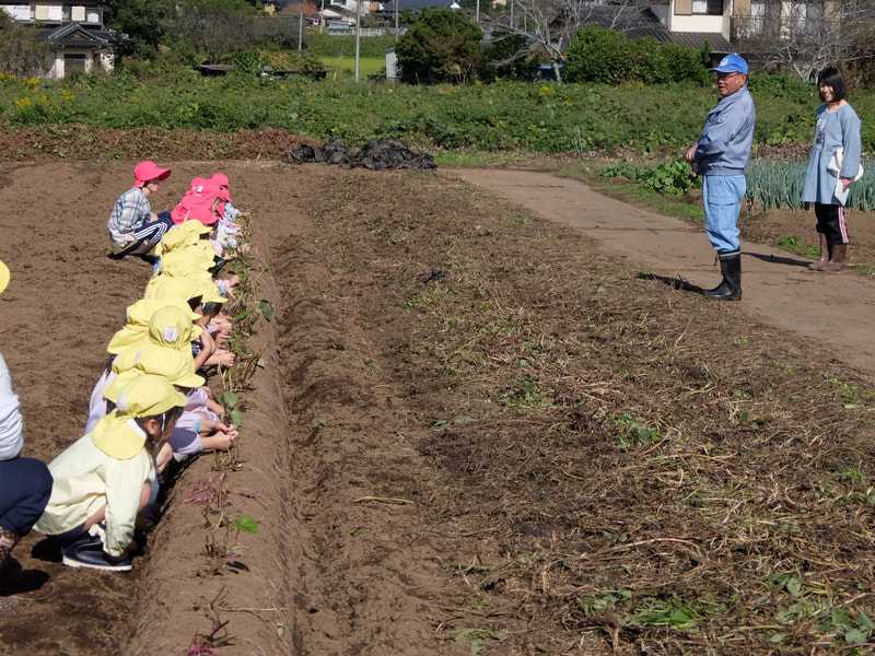 このおイモは べにはるかだよ