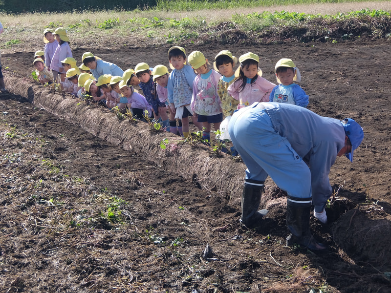 おイモは土の中にあるんだよ