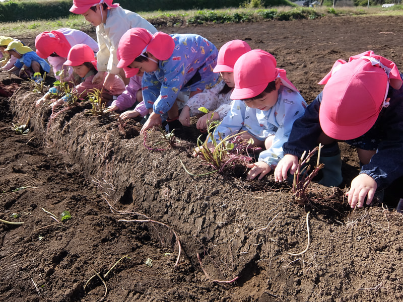 おイモがみえた