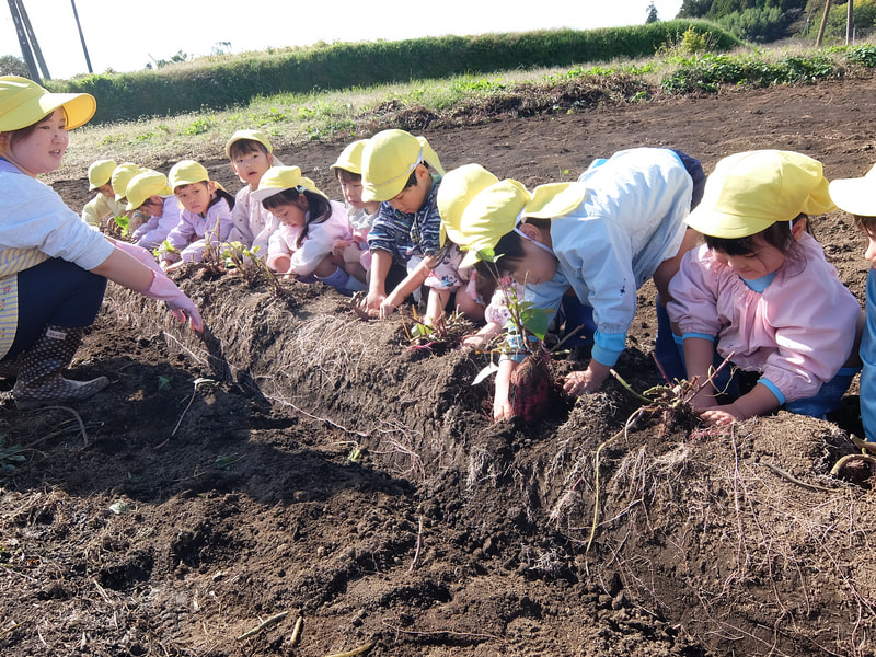 優しく掘った後は、引っ張るよ