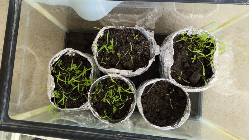 やった!めがでたよ